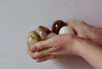 Marble/Onyx/Fossil Eggs Noah Ancienne