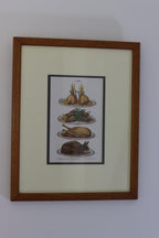 Victorian Set of Three Prints  "Still life - Antique Glazed & Framed